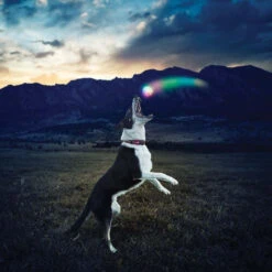 Nite Ize GlowStreak LED Ball Disc-O -Outdoor Life Store nite ize glowstreak disc o led ball gsb 07 r7 88993.1607528413