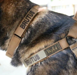 United States Tactical Cobra Buckle K9 Collar 12 United States Tactical Cobra Buckle K9 Collar -Outdoor Life Store united states tactical cobra buckle k9 collar ust k9c0010 cb 59521.1648217851