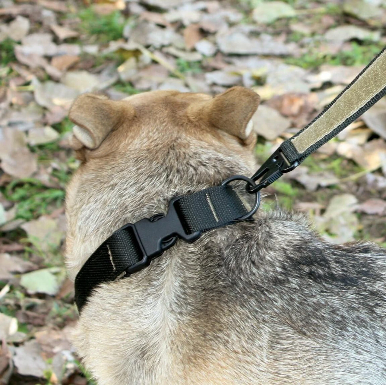 United States Tactical Cobra Buckle K9 Collar 8 United States Tactical Cobra Buckle K9 Collar - Image 6