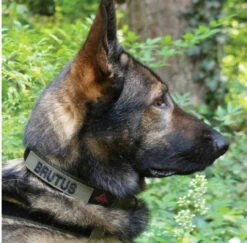 United States Tactical Cobra Buckle K9 Collar 10 United States Tactical Cobra Buckle K9 Collar -Outdoor Life Store united states tactical cobra buckle k9 collar ust k9c0010 cb 87257.1648217852