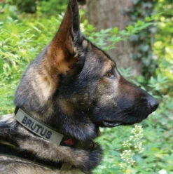 United States Tactical Quick Release Buckle K9 Collar -Outdoor Life Store united states tactical quick release buckle k9 collar ust k9c0010 26571.1648217819