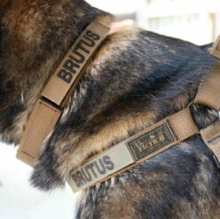 United States Tactical Quick Release Buckle K9 Collar -Outdoor Life Store united states tactical quick release buckle k9 collar ust k9c0010 40420.1648217865